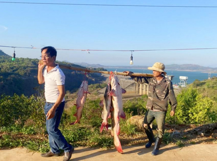 Con cá lăng khủng dài hơn 1,5 mét được câu trên sông Sê San. Ảnh: SP.