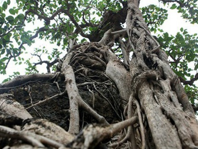 Chiêm ngưỡng cây sanh cổ, đại gia đổi 8 lô đất Hà Nội mà chủ nhân không bán