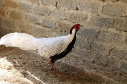 Tin tức trong ngày - Phát hiện loài gà nguy cấp, quý hiếm tại rừng đặc dụng Pù Hu