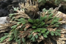 Thị trường - Tiêu dùng - “Cỏ hoàn hồn" mọc từ kẽ đá, phơi khô đem bán thu tiền đếm mỏi tay