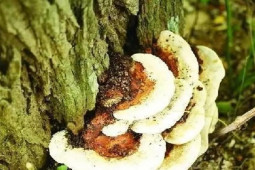 Thị trường - Tiêu dùng - Trên cây hòe mọc ra thứ này, hái bán đổi đời trong tích tắc