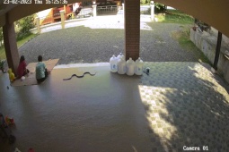 Phi thường - kỳ quặc - Video: Đang ngồi tâm sự, đôi nam nữ bất ngờ la hét khi rắn hổ mang chúa lao tới