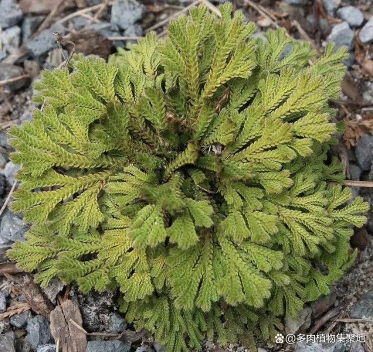 “Cỏ hoàn hồn" mọc từ kẽ đá, phơi khô đem bán thu tiền đếm mỏi tay - 2