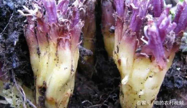 Lên núi thấy thứ này nhớ hái ngay, 1 cân giá tới vài triệu - 2