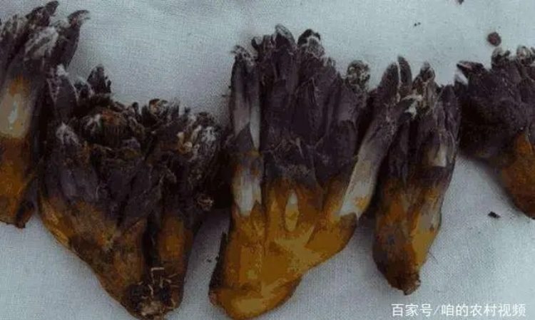 Lên núi thấy thứ này nhớ hái ngay, 1 cân giá tới vài triệu - 3