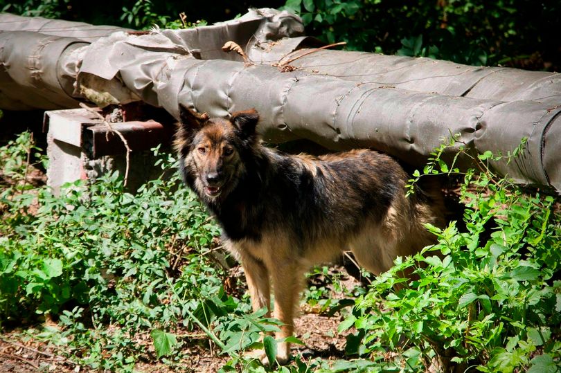Những con chó đột biến sinh trưởng bình thường ở Chernobyl, Ukraine.