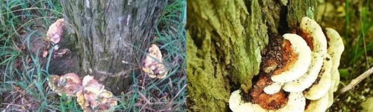 Trên cây hòe mọc ra thứ này, hái bán đổi đời trong tích tắc - 1