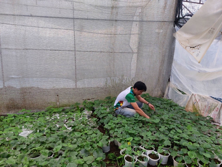 Chính thức trồng cây wasabi (mù tạt) – thứ cây gia vị chuyên dùng trong món ăn Nhật Bản, anh Nguyễn Văn Tuyển (Đà Lạt, Lâm Đồng) cho biết loại củ cây này anh đang bán giá 6 triệu đồng/kg.
