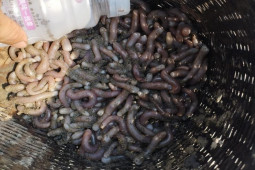 Thị trường - Tiêu dùng - Dân Quảng Ninh đi đào loại giun này, đem bán giá hàng triệu đồng/kg