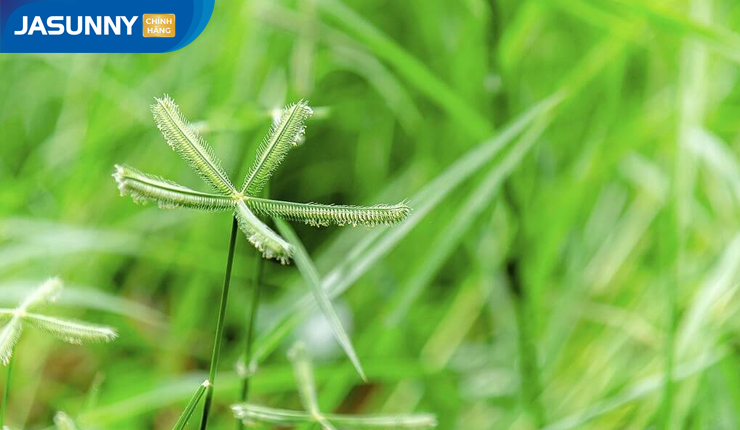 Nên sử dụng các loại dầu gội giúp nuôi dưỡng tóc và da đầu khỏe mạnh