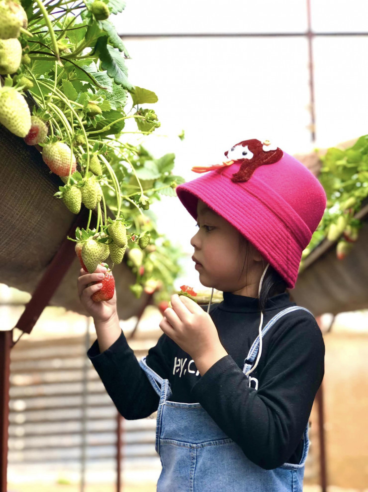 Hái dâu trồng trên đá núi lửa ở Đà Lạt, du khách thích thú - 2