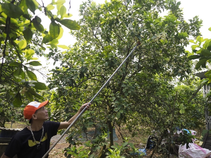 Vì hoa chỉ nở rộ trong một khoảng thời gian nhất định, nếu không thụ phấn kịp thì tỷ lệ đậu quả sẽ không nhiều.
