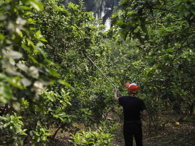 Vì lẽ đó, vào mỗi mùa thụ phấn cho hoa bưởi, các chủ vườn trồng bưởi đều phải thuê nhân công từ 300.000 - 450.000đ/người/ngày mới đảm bảo thời gian.

