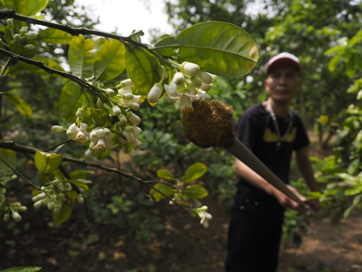 “Cách thụ phấn này rất hiệu quả nhưng người không biết chấm có thể làm gãy hoa hoặc chấm phấn không đúng vào nhuỵ hoa cũng không thể đậu quả”, anh Phú chia sẻ.
