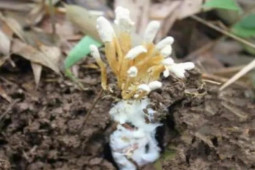 Thị trường - Tiêu dùng - “Nhộng” mọc dưới đất, bán giá gần 7 triệu/kg vẫn cháy hàng