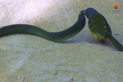 Phi thường - kỳ quặc - Video: Chim "sát thủ" xuất chiêu mổ mù mắt rắn độc