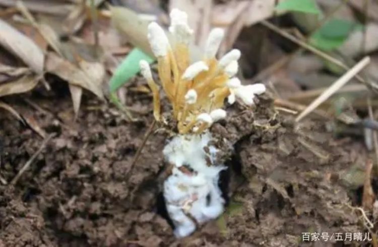 “Nhộng” mọc dưới đất, bán giá gần 7 triệu/kg vẫn cháy hàng - 3