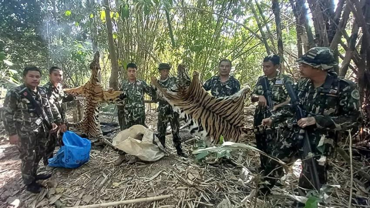 Nhân viên kiểm lâm Vườn quốc gia Thong Pha Phum, tỉnh Kanchanaburi (Thái Lan) thu giữ tang vật từ vụ săn trộm. Ảnh: DNP
