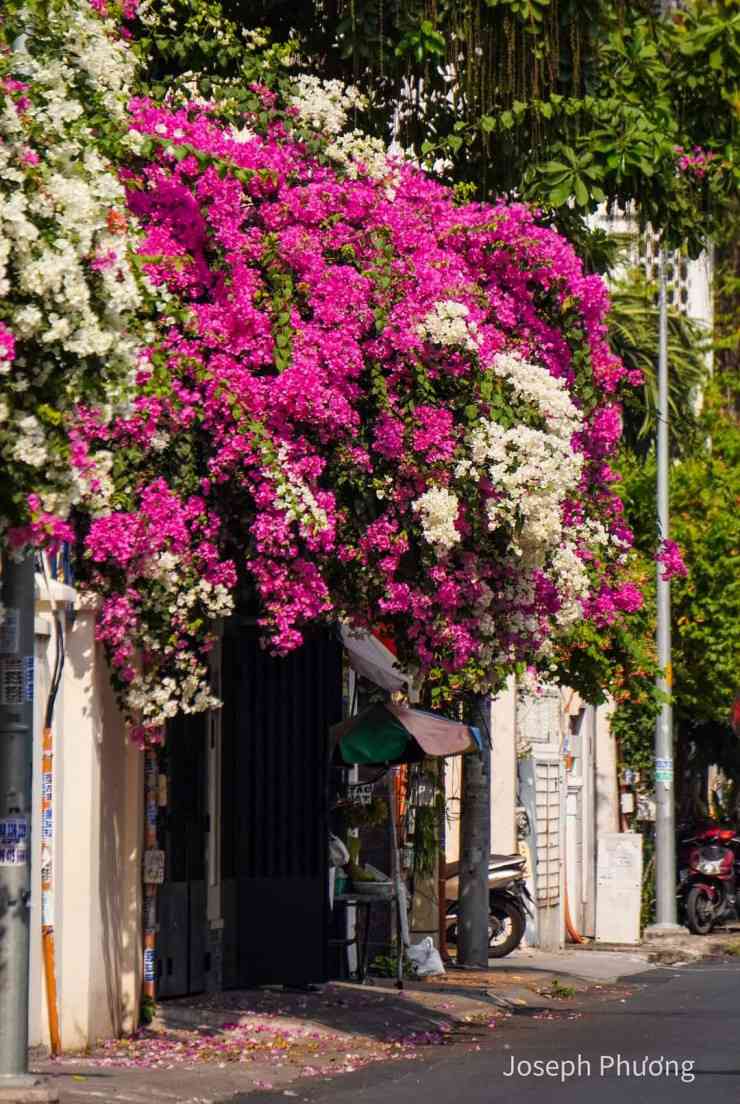 Con đường hoa giấy Đặng Tất nở rộ đẹp tựa chốn cổ tích. (Ảnh: Joseph Phương)