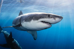 Argentina: Câu được cá mập, mổ bụng chế biến thấy cảnh hãi hùng