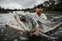 Media - Những "quái thú" săn mồi có hàm răng kỳ dị đến khó tin