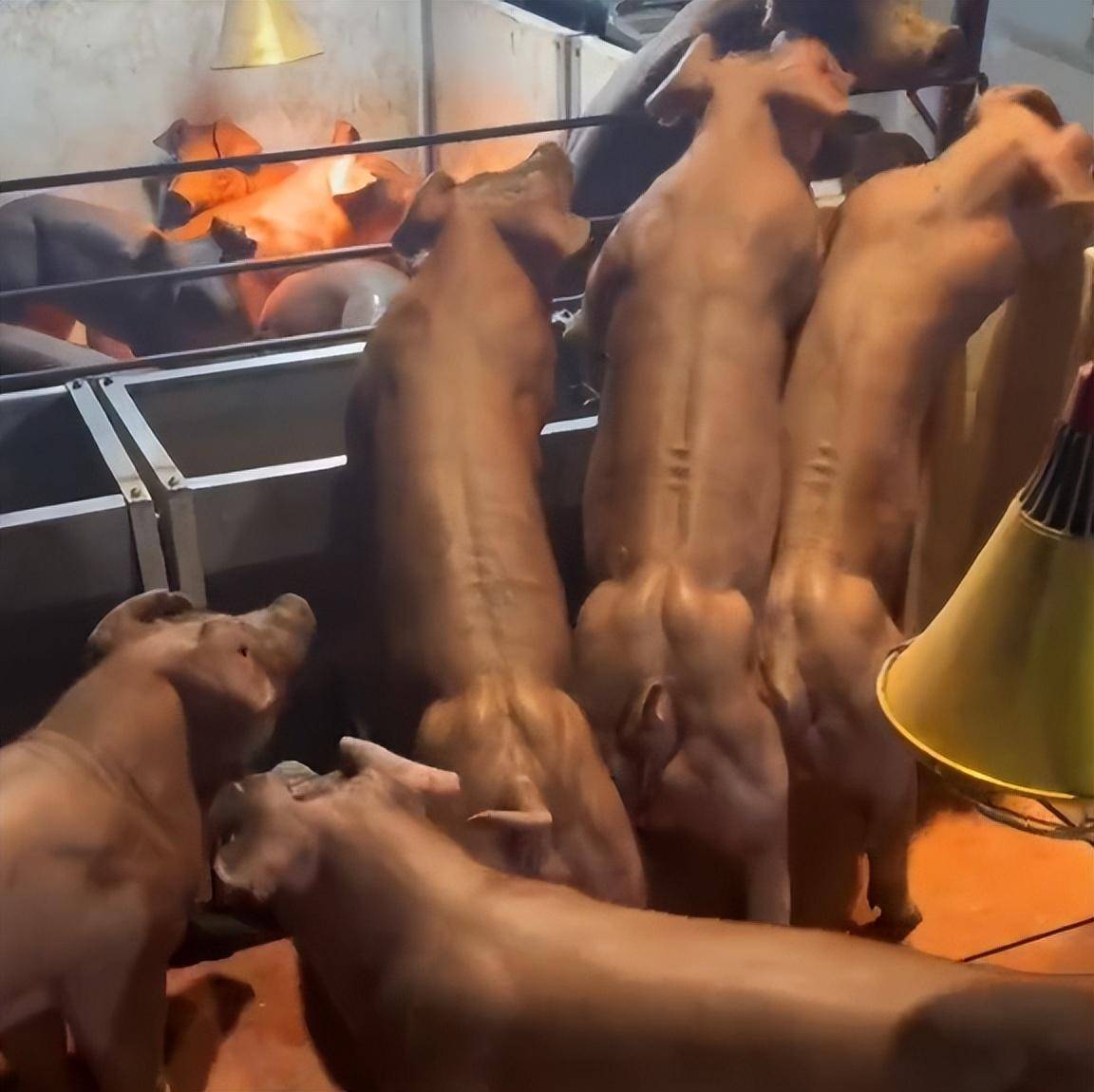 Các con lợn tranh giành thức ăn tại chuồng nuôi của anh Lý.