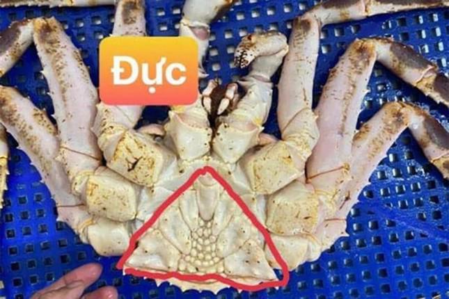 Cua cái có phần yếm to, giá cua cái trên thị trường rẻ hơn cua đực. Cua đực phần yếm hẹp, chân dài và chắc khoẻ nên phần thịt sẽ nhiều hơn cua cái (Ảnh: NVCC)