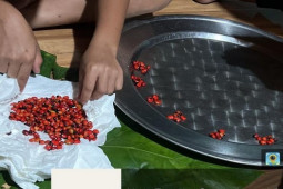 Bất ngờ loại hạt đắt nhất Việt Nam có cách bán “kỳ cục”, giá lên đến 240 triệu đồng/kg