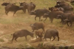 Media - Trâu rừng "dàn trận", giải cứu đồng loại khỏi đàn sư tử