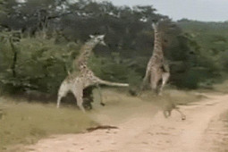 Media - Bất ngờ bị truy sát, hươu cao cổ "tung cước" đá bay sư tử