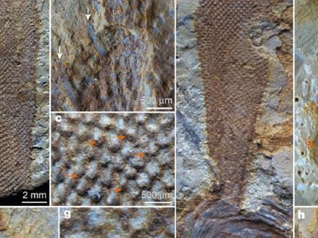 Du lịch - Dạng sống kỳ lạ, có xúc tu, 500 triệu tuổi ở Trung Quốc: Kết luận “ngã ngửa”