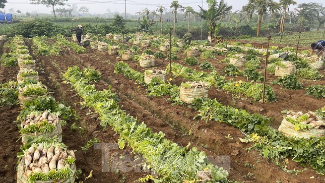 Ruộng củ cải trắng đang độ thu hoạch tại thôn Đông Cao.