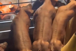 Anh nông dân trúng to nhờ nuôi lợn săn chắc như tập gym, bán 270 triệu/con