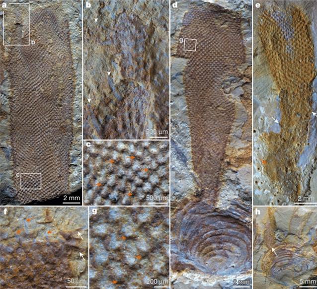 Một số mẫu cùng loài được khai quật - Ảnh: NATURE