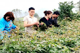 Thị trường - Tiêu dùng - Loại cây xưa làm hàng rào nay được ví như "nhân sâm quý", trồng kiếm 5 triệu đồng/tháng