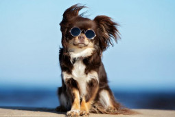 5 giống chó đắt giá nhất thế giới