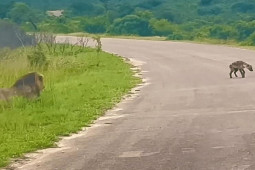 Media - Sư tử phục kích, truy sát "kẻ đáng ghét" chuyên cướp mồi của "thợ săn"