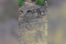 Media - Clip: Chú mèo ở Phú Thọ tung liên hoàn “cước” đánh đuổi rắn kịch độc giúp chủ