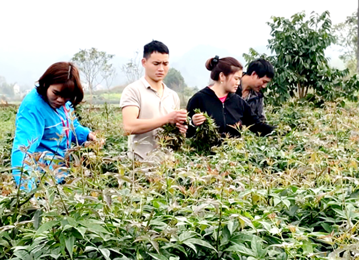 Cây rau gai, hay còn gọi là rau ngũ gia bì hương có nhiều ở Tây Bắc, nhiều nhất là Sapa và Bắc Hà
