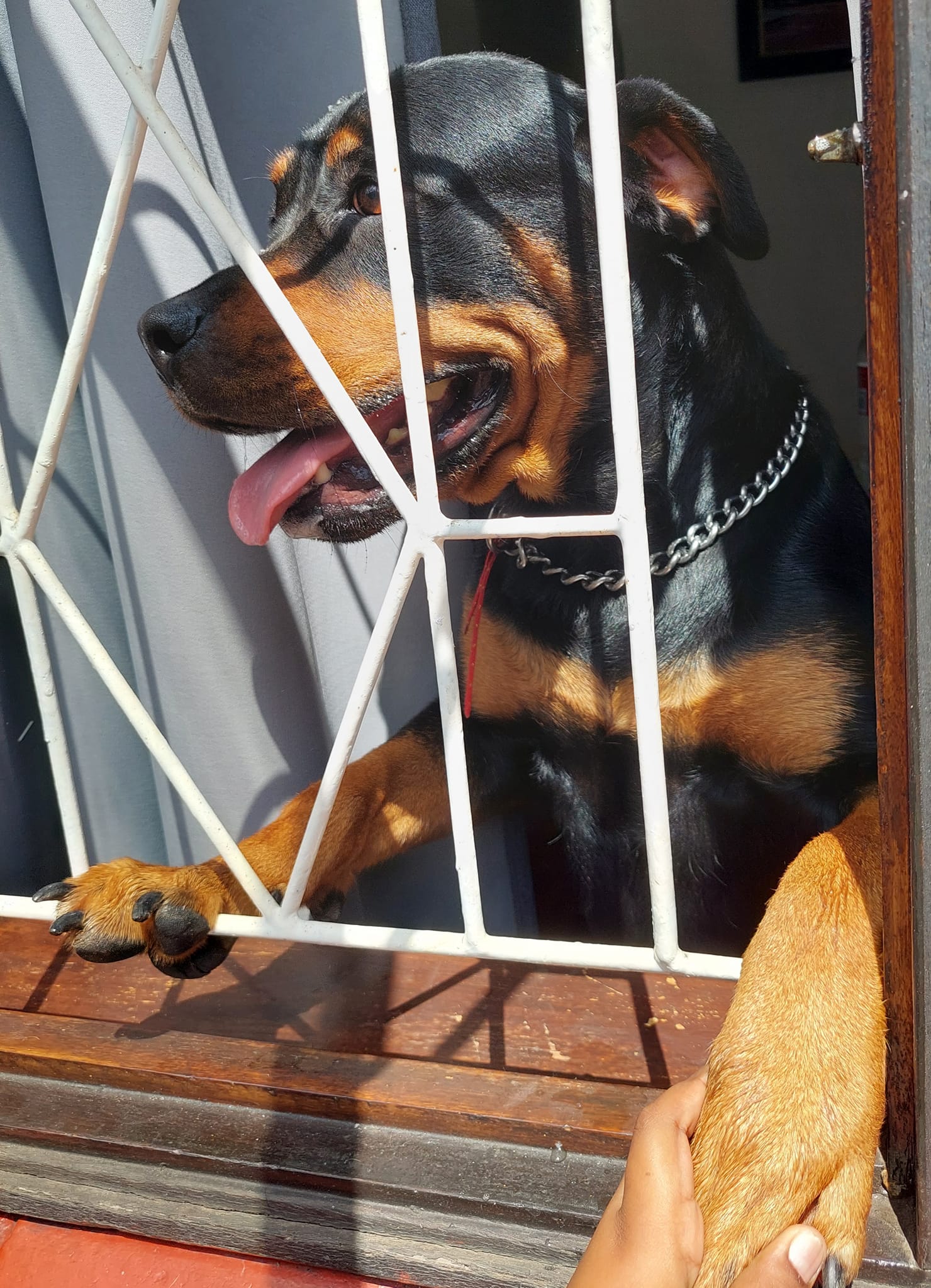 Con chó giống Rottweiler liên tục sủa và đẩy chủ khỏi chiếc ghế sofa sau khi phát hiện điều bất thường. Ảnh:&nbsp;Nick Evans- Snake Rescuer