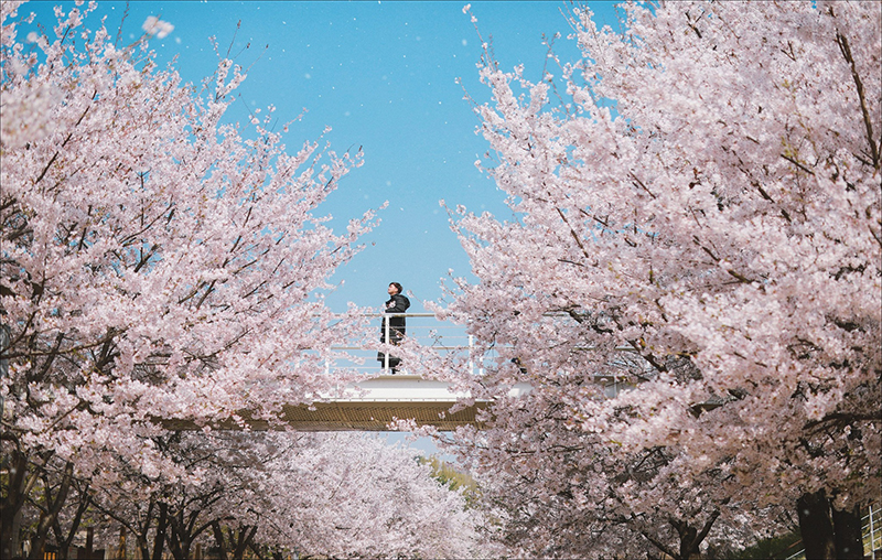 Mùa hoa anh đào tại Hàn Quốc thu hút du khách Việt