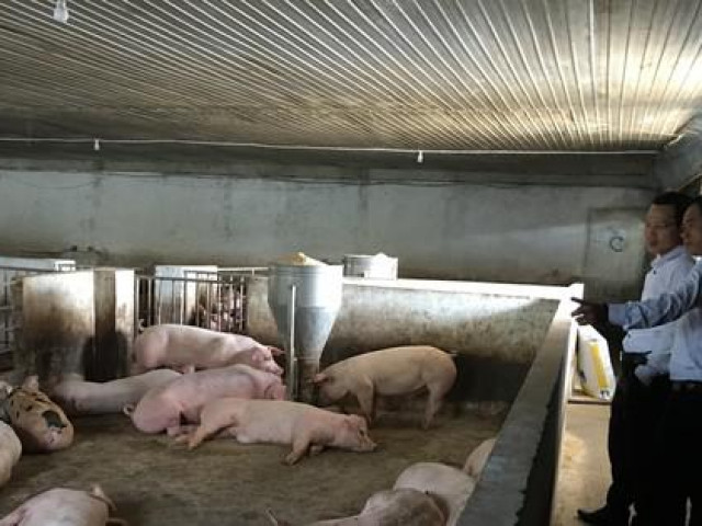 Thị trường - Tiêu dùng - Lý do giá thịt heo liên tục giảm mạnh