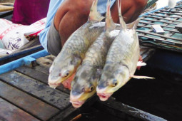 Thị trường - Tiêu dùng - Loại cá ở Việt Nam phát ra tiếng kêu "cóc, cóc" rất lạ, giá lên tới 450.000 đồng/kg