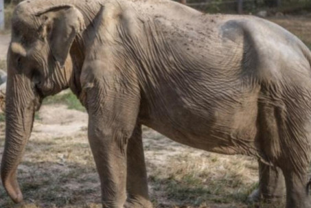 Hình thù của voi biến dạng sau 25 năm cõng khách