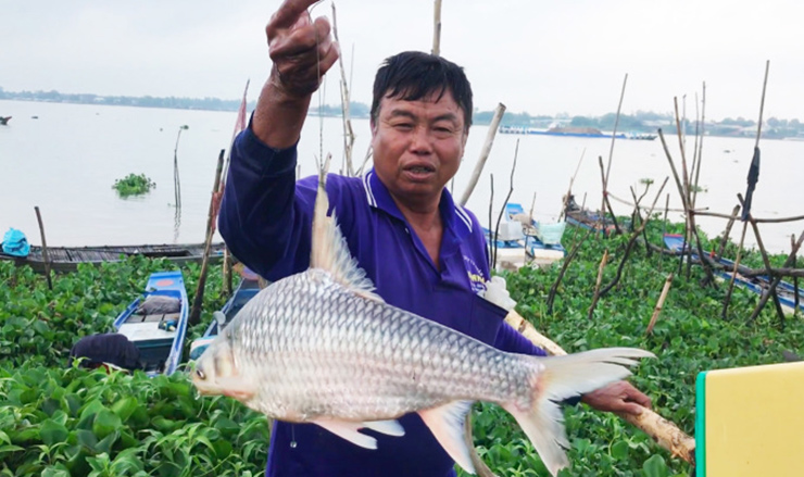 Về hình dáng bên ngoài, cá có dáng dấp hình thoi kéo dài, trên lưng có kỳ nhọn và bén như răng cưa.&nbsp;
