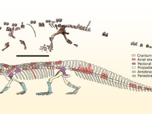 Du lịch - Ấn Độ: "Khủng long lai cá sấu" dài 8 m hiện hình sau 200 triệu năm tuyệt tích
