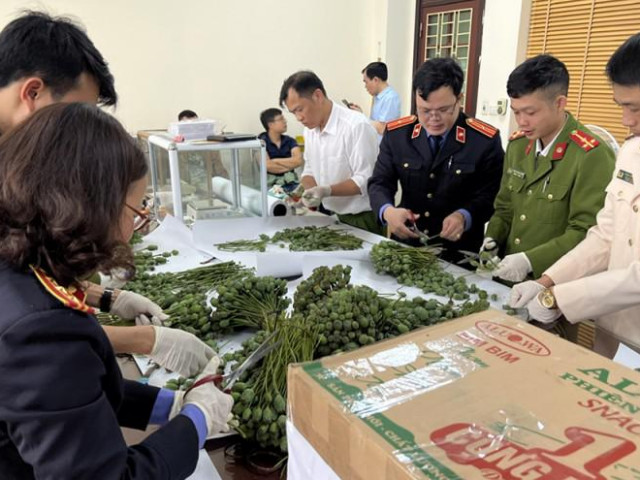 Pháp luật - Phát hiện gần 1 tạ cây, quả thuốc phiện tươi