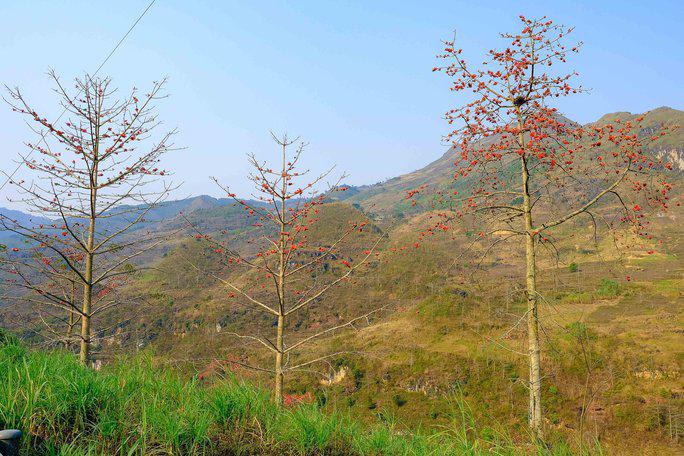 Tháng 3 ở vùng núi đá Hà Giang, trên cành cây gạo khẳng khiu, trơ trụi lá bỗng xuất hiện những nụ hoa chúm chím, rồi bung nở nhuộm đỏ một góc trời khiến lòng người xao xuyến