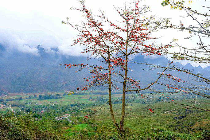 Mê mẩn ngắm hoa gạo rực đỏ núi rừng Hà Giang - 6