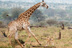 Media - Cứu con, hươu cao cổ tung "võ cổ truyền" uy lực khiến bầy sư tử khiếp vía